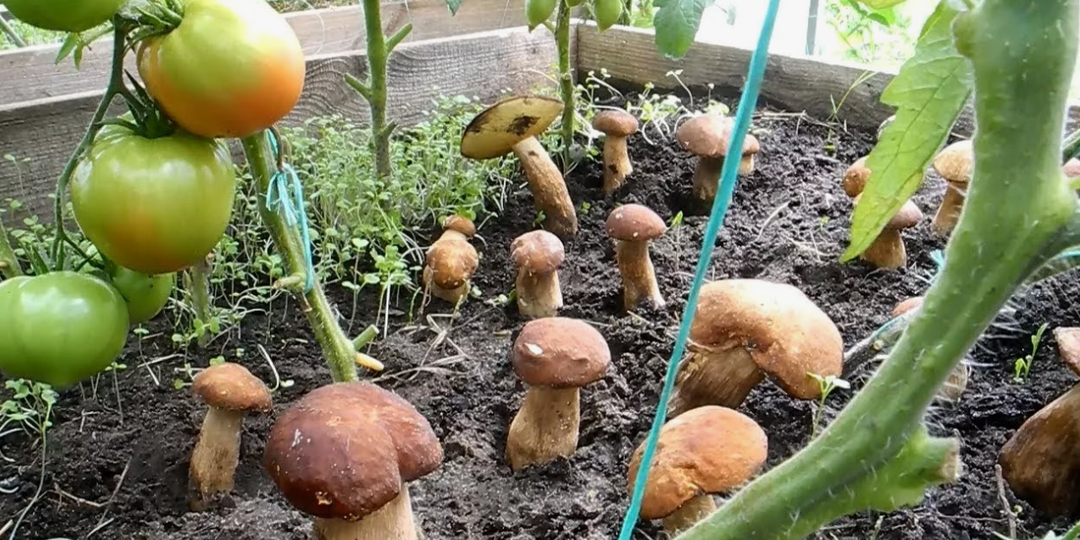 Выращиваем грибы на даче. Как засеять участок грибами, рассказываю максимально простой способ