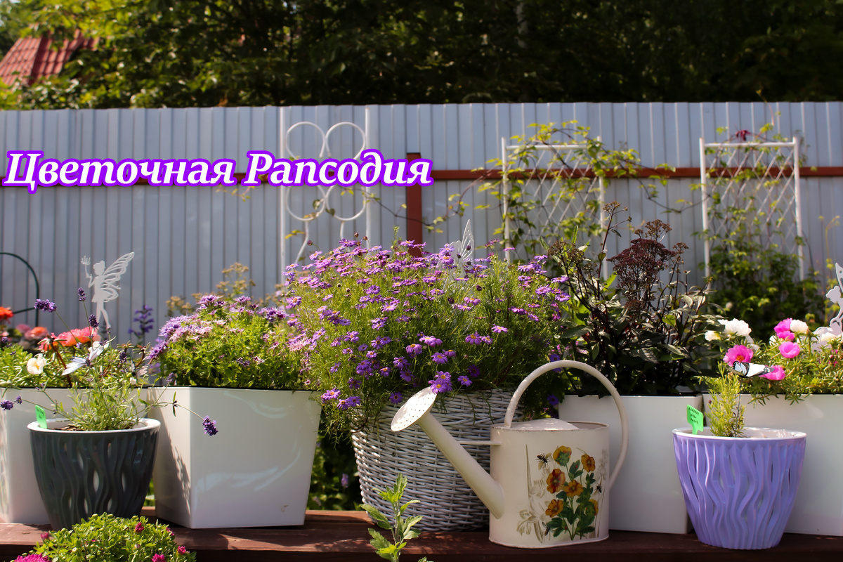 Мой контейнерный сад сезона 2025.