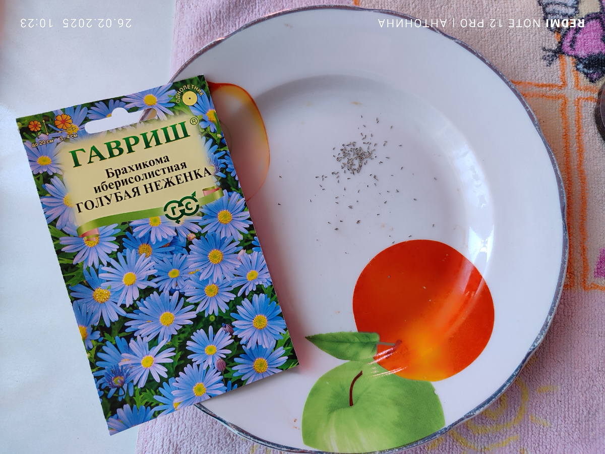 Семена брахикомы от Гавриш.