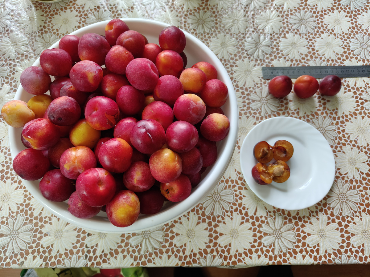 Слива "Северный нектарин"