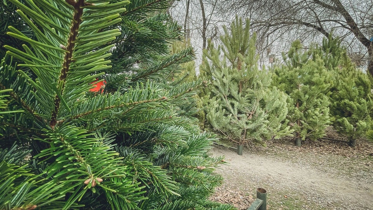     Источник: 1MI