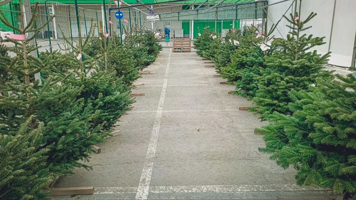     Источник: 1MI