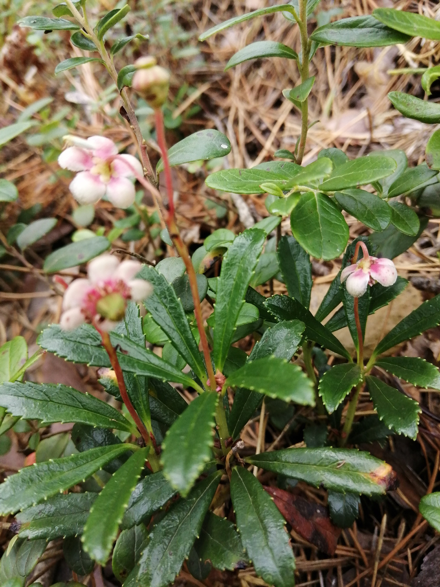 Зимолюбка в июле, во время цветения