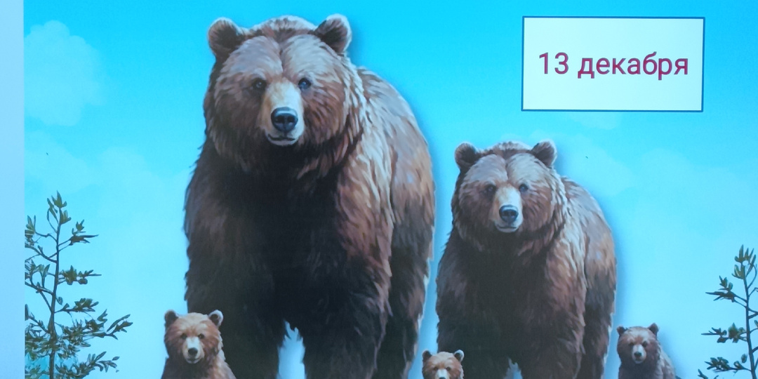 Как отмечать День медведя? Что делаю я?! Факты и рекомендации.