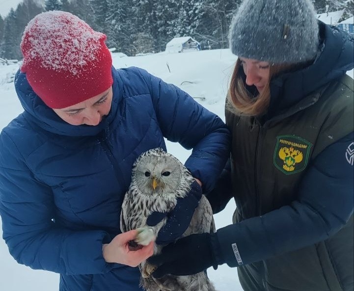    Фото: Пермское орнитологическое общество/VK Ульяна Бажанова
