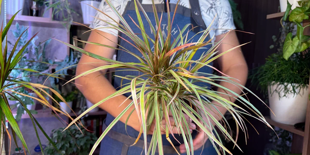 Чуть не поругался с коллегой, разбираясь в вечном споре цветоводов: кто прав?