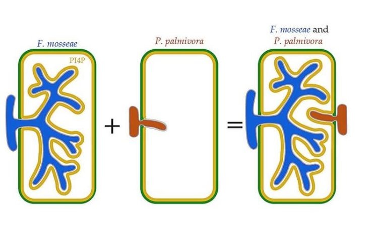 Совместная колонизация инициировала рекрутирование PI4P в гаустории патогена и повысила устойчивость к P. palmivora. Автор графики: Алекс Гийон.📷    Грибы арбускулярной микоризы защищают корни растений от болезней, переписывая правила заражения

