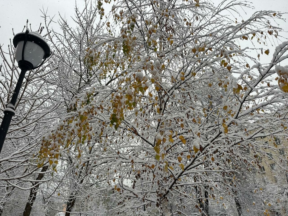     Фото: "Бриф24"