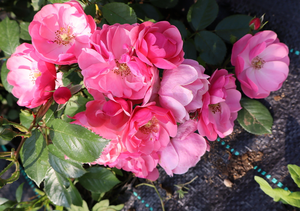 Ангела, роза флорибунда