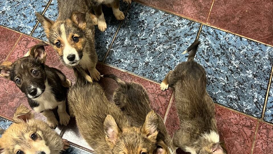 Нас подставили с 16ю щенками из ледяного дома, никто не знает, что теперь будет😱