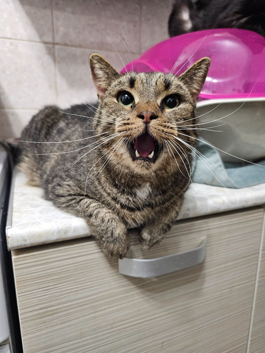 Фото автора. Добрыня похудел, из большого кота, превратился за неделю страшно и произносить. Постоянно ходит и плачет. Нужен врач и обследования.