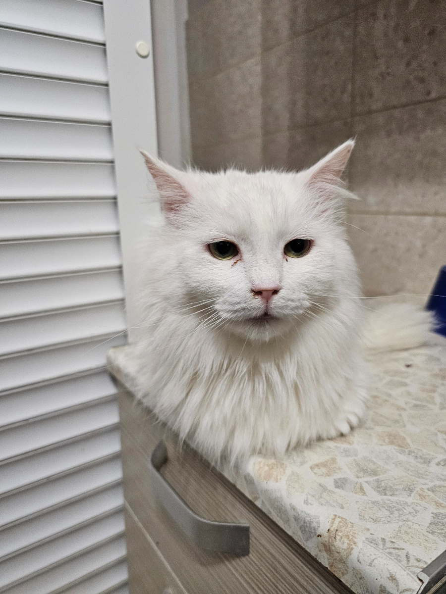 Фото автора. Наш П, глухой, но не немой. Похудел, шерсть клоками, ходит постоянно что-то бубнит себе под нос. Нужен врач и обследования.