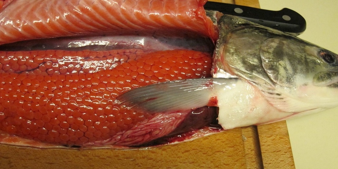 Как выбрать в магазине горбушу, чтобы была с икрой?
