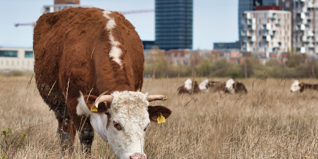 В туше башкирской коровы нашли деньги и документы