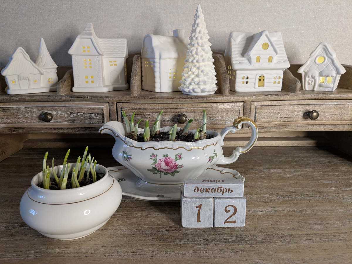 Галантусы два месяца спустя после посадки