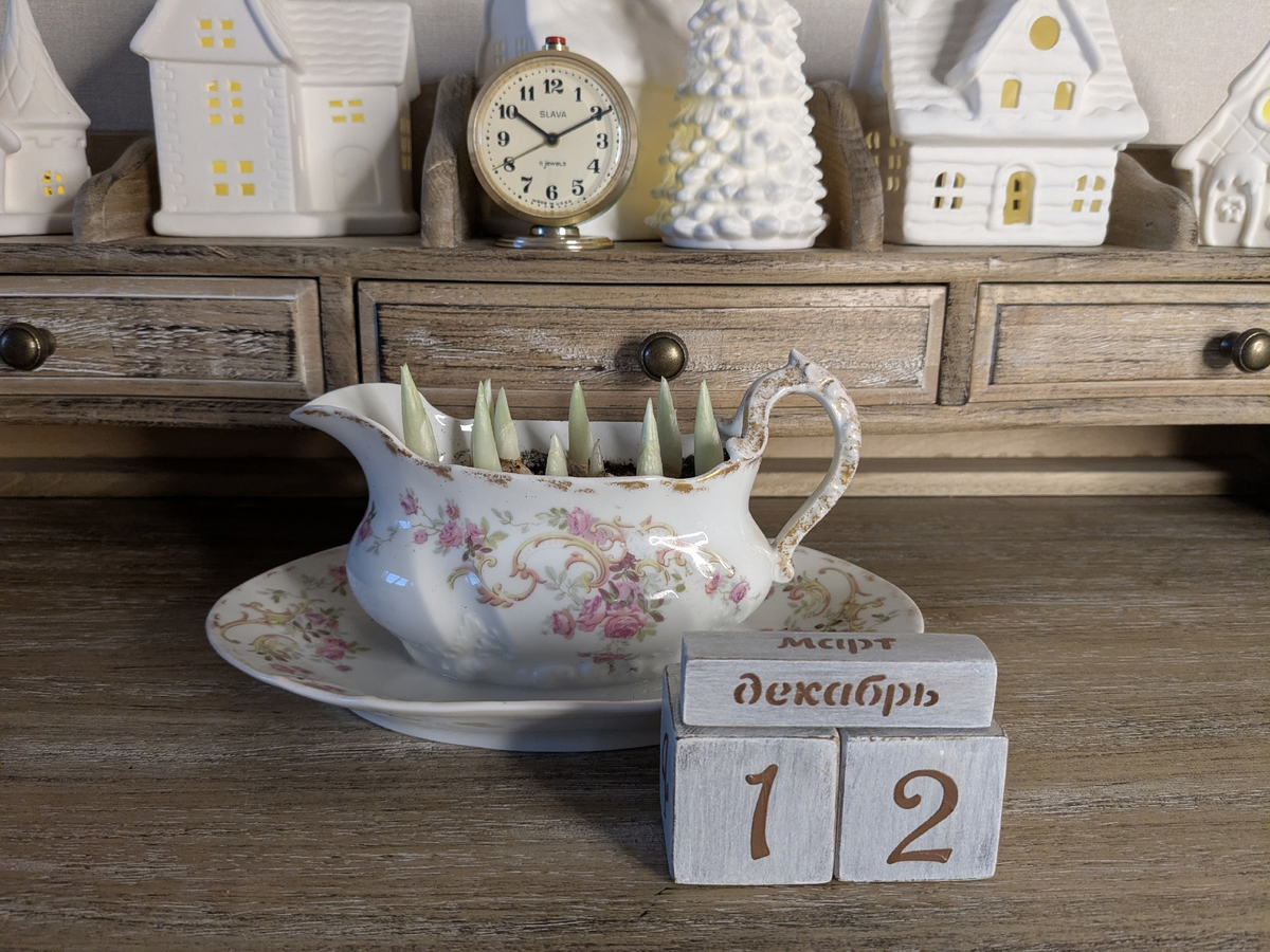 Иридодиктиумы два месяца спустя после посадки