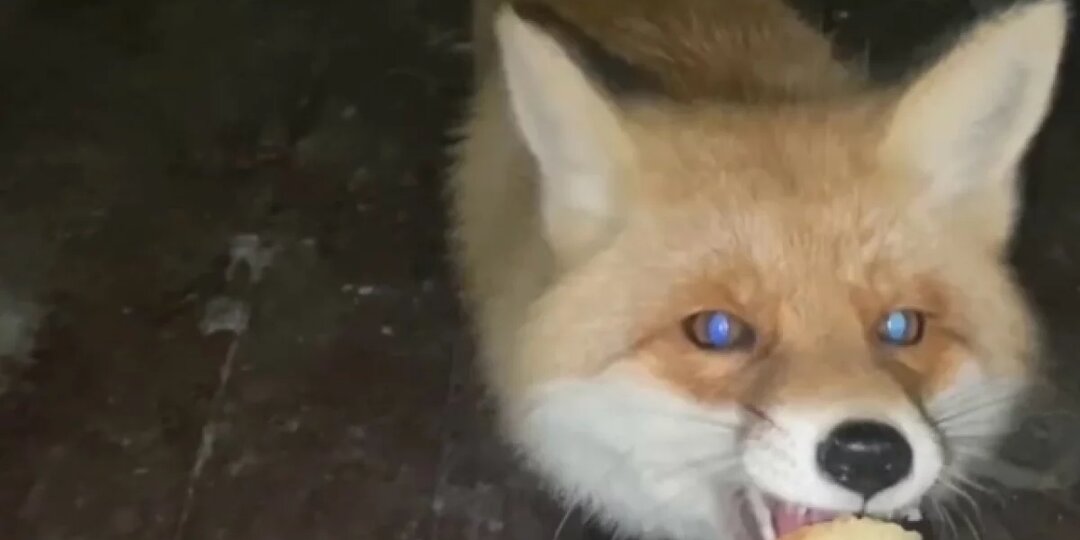 Удмуртским охотникам будут платить за добычу волков и лис