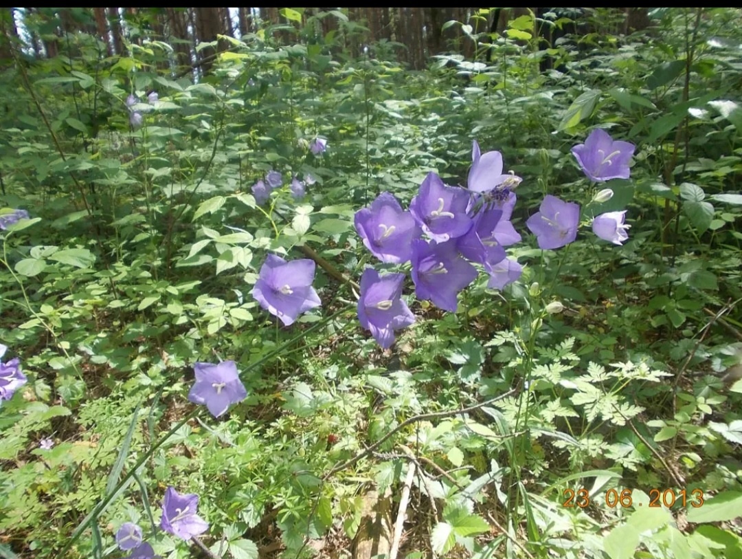 Лесная  красота 