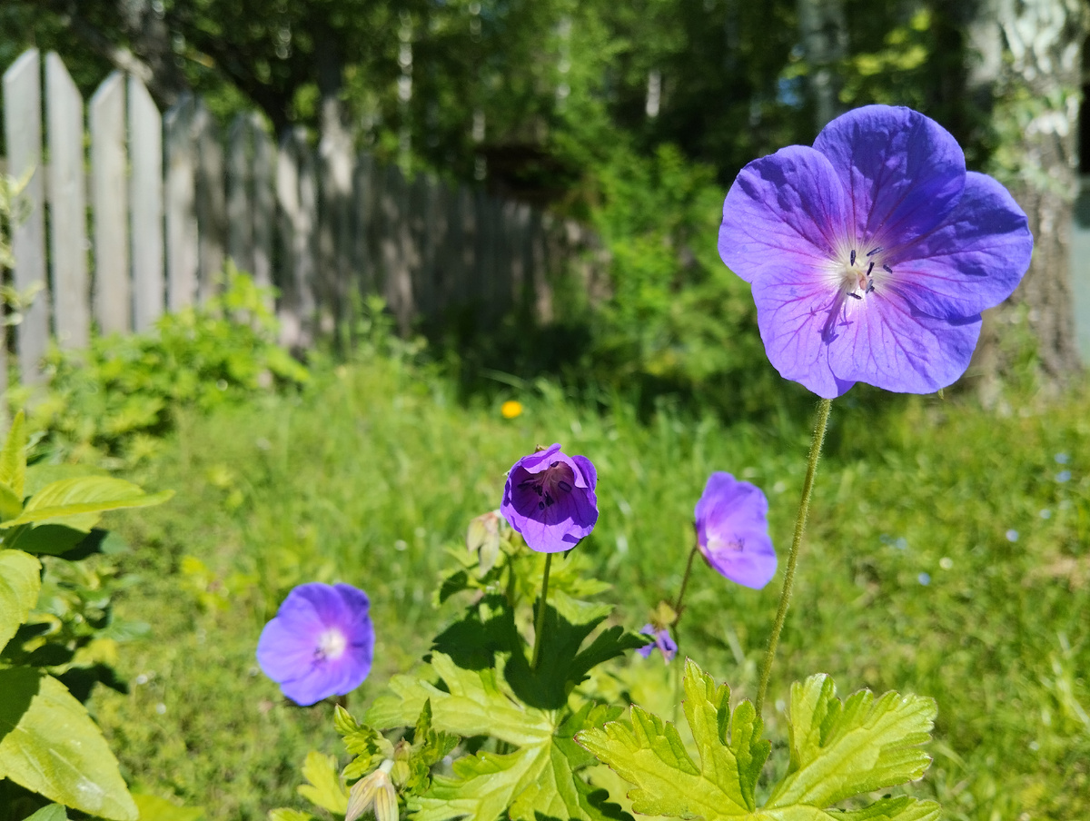 герань великолепная 'Blue Blood'