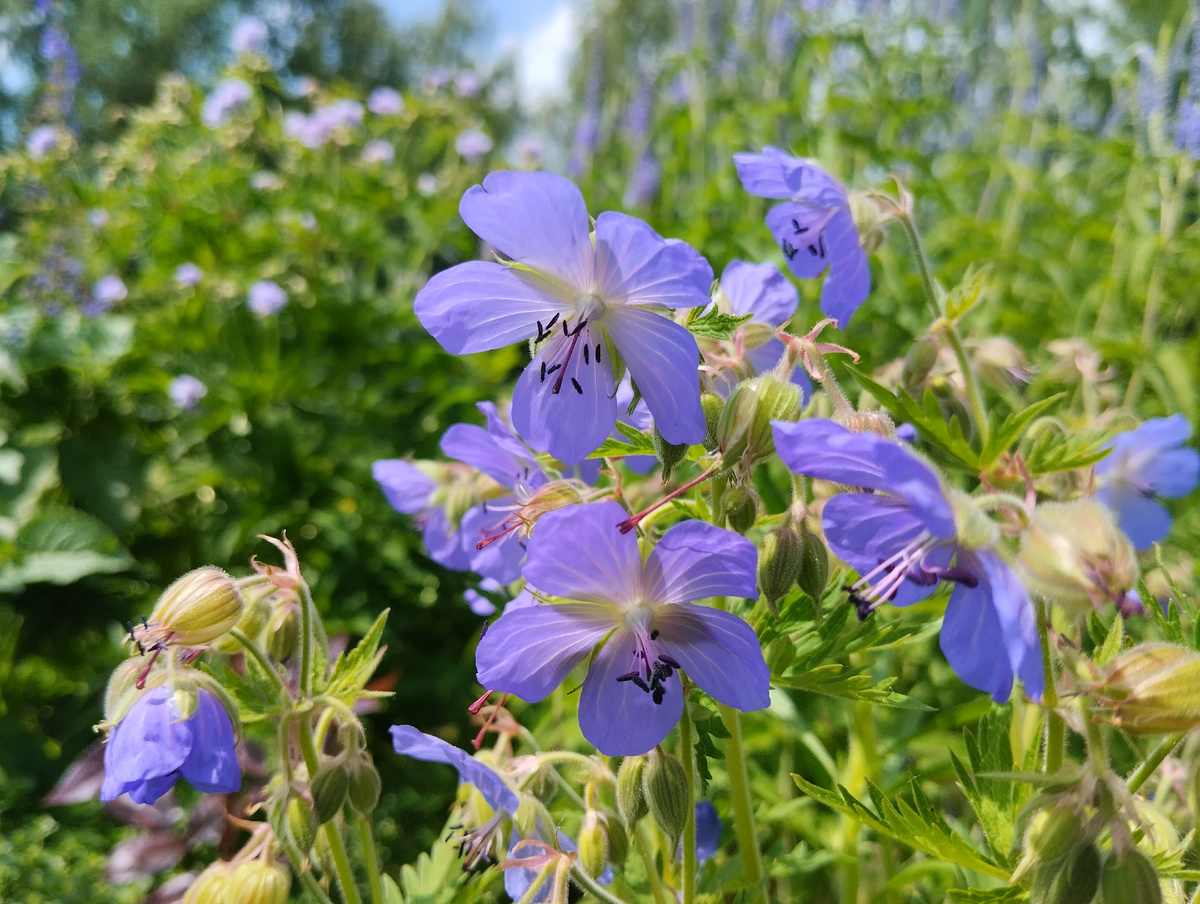 Герань луговая