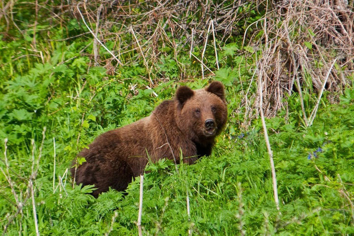 АГАФЬЯ ЛЫКОВА:КАК СИБИРСКАЯ ОТШЕЛЬНИЦА ВСТРЕТИЛА ВЕСНУ С МЕДВЕДЕМ
