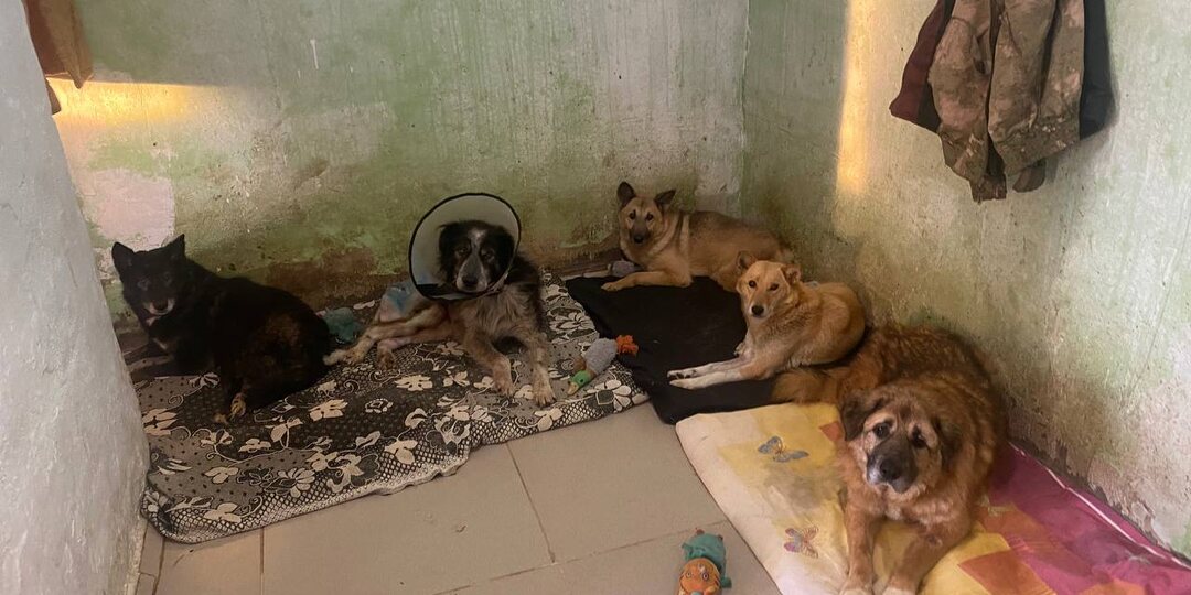 Кот и Пёс в очень сложной ситуации. СРОЧНО нужна помощь 🙏🙏🙏