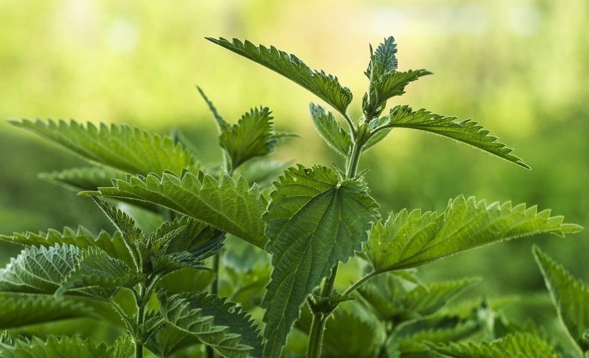 Трудно найти более полезный сорняк, чем это растение