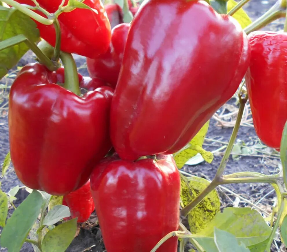 После крапивной подкормки растения становятся более урожайными, а плоды большими и аппетитными