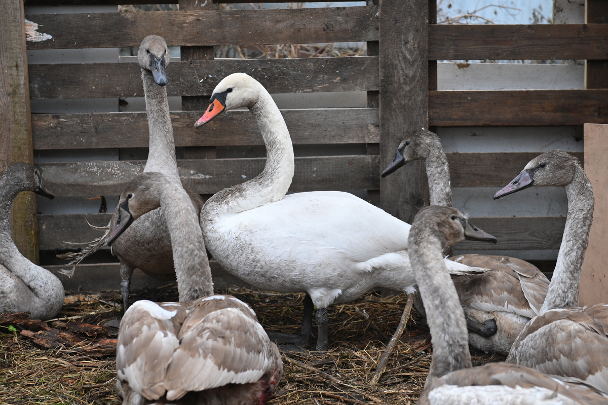 Этой осенью у них просто «урожай» на лебедей
