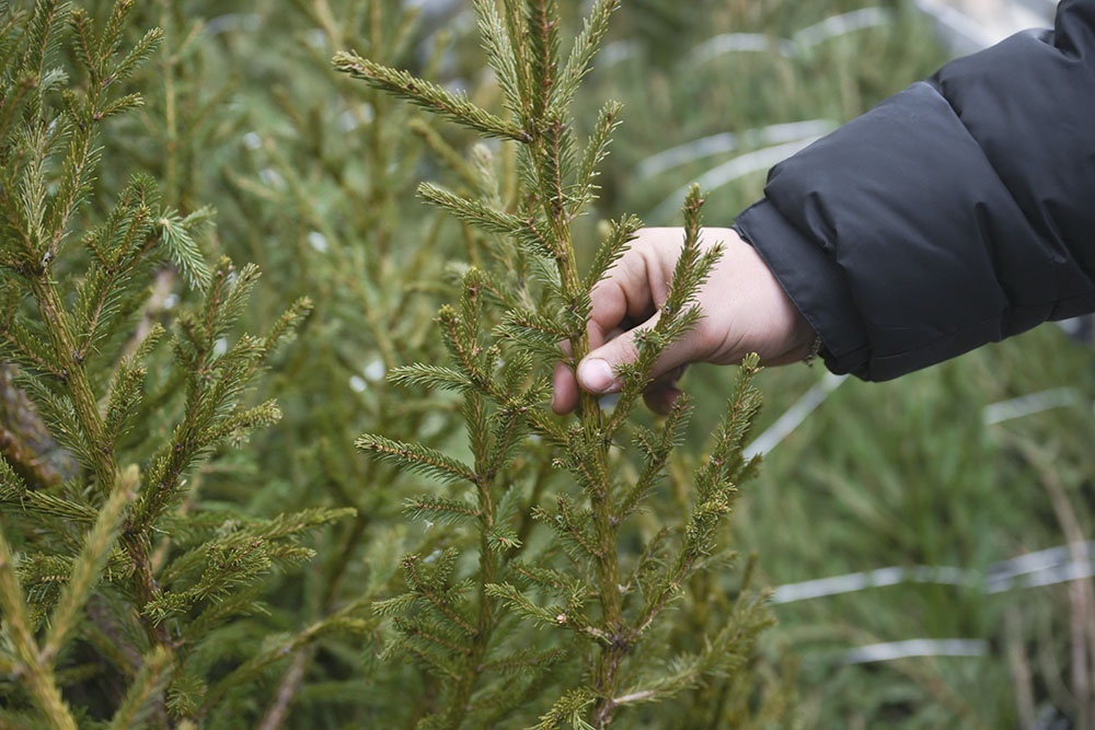    При выборе живой елки важно обратить внимание на ее качество. Иголки должны быть упругими и насыщенно-зелеными. / Фото: Григорий Сысоев/ РИА Новости