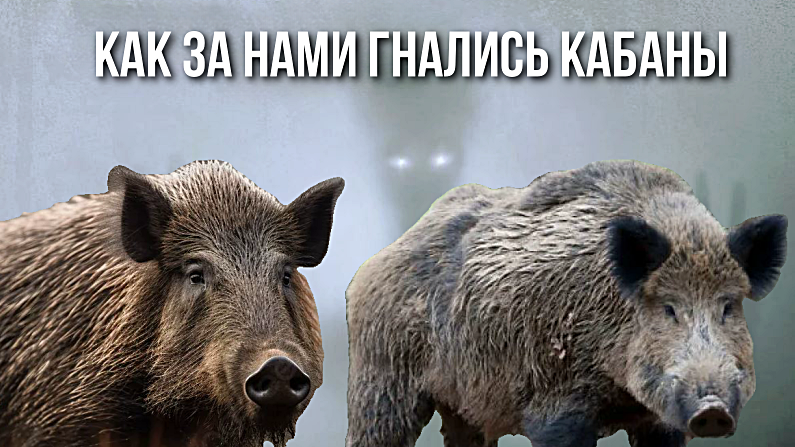 Дикие кабаны