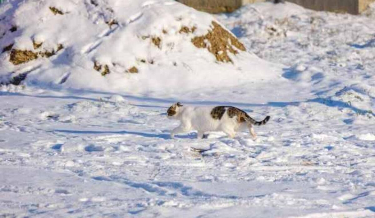     Кот бежит по снегу. Источник: ufa1.ru Автор фото: Булат Салихов