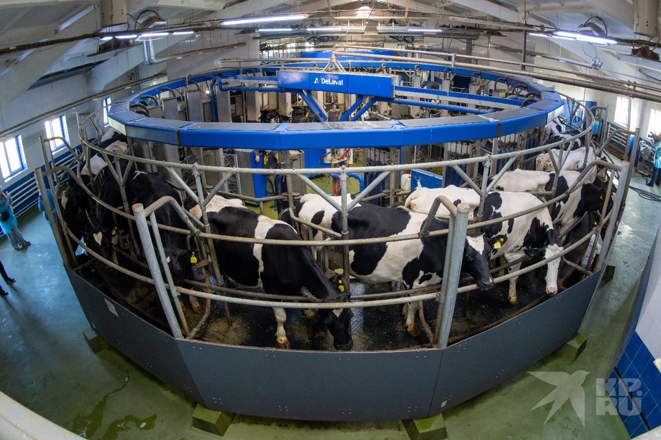    Увеличение падежа скота выявили в Скопинском районе Рязанской области. Михаил ФРОЛОВ