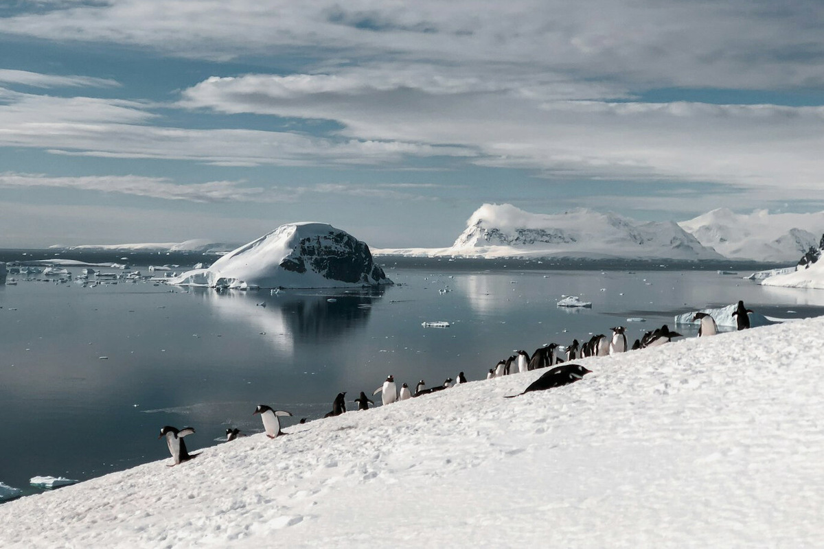 Пингвины в Антарктиде живут колониями, их часто можно встретить у берегов или на скалах. Самый крупный вид — императорские, их рост достигает 120–125 см, а вес — 45 кг. Фото: Deanna Wong / Unsplash