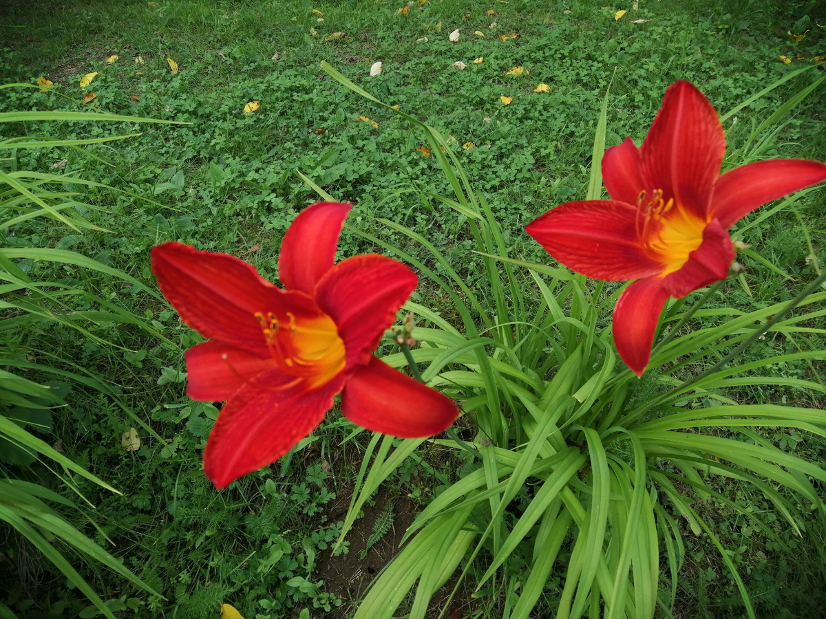 Лилейник Огни Чикаго