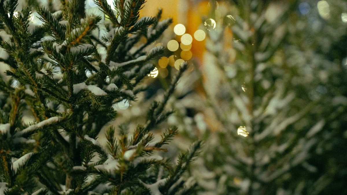 Светлана Мулыкина📷
