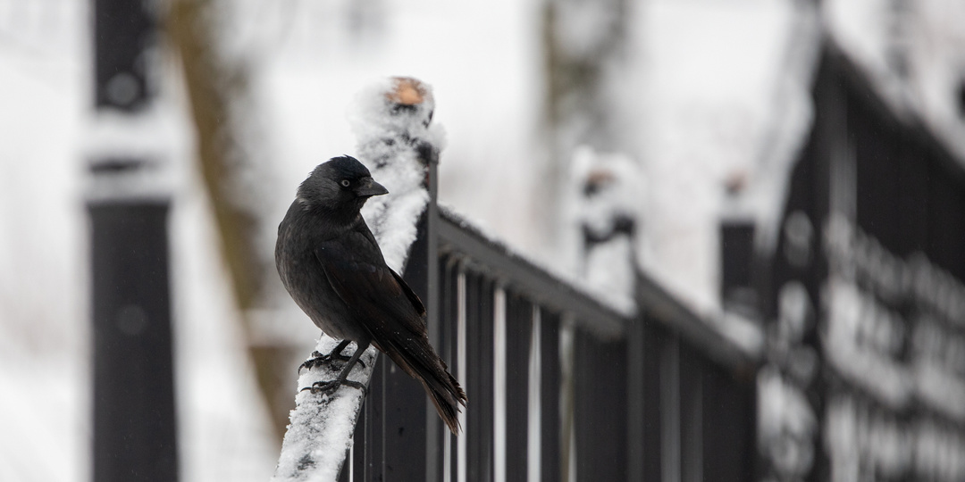 После арктического вторжения в центральные регионы России снова придет потепление