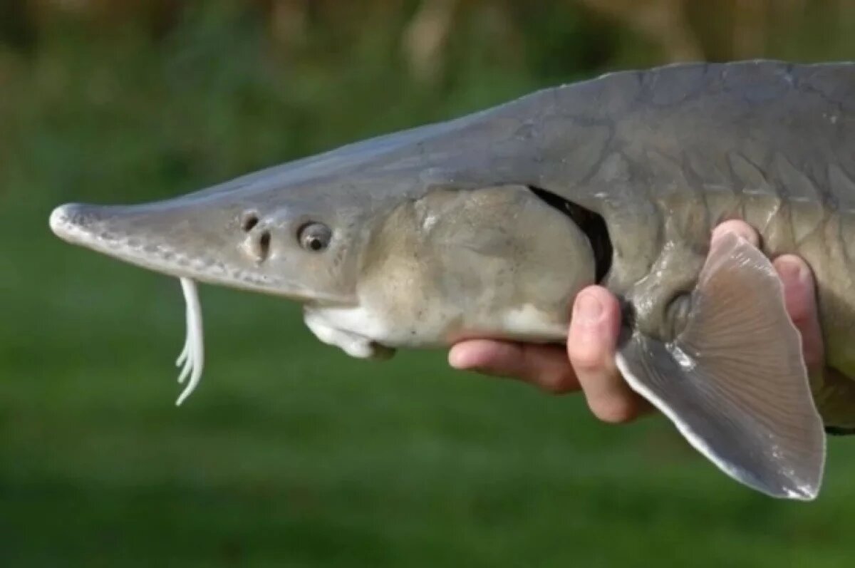    Двое комсомольчан получили сроки за вылов осетра