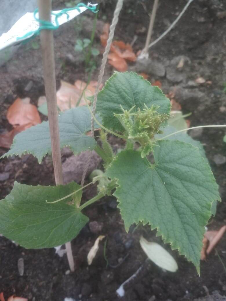 Огурчик в моей тепличке