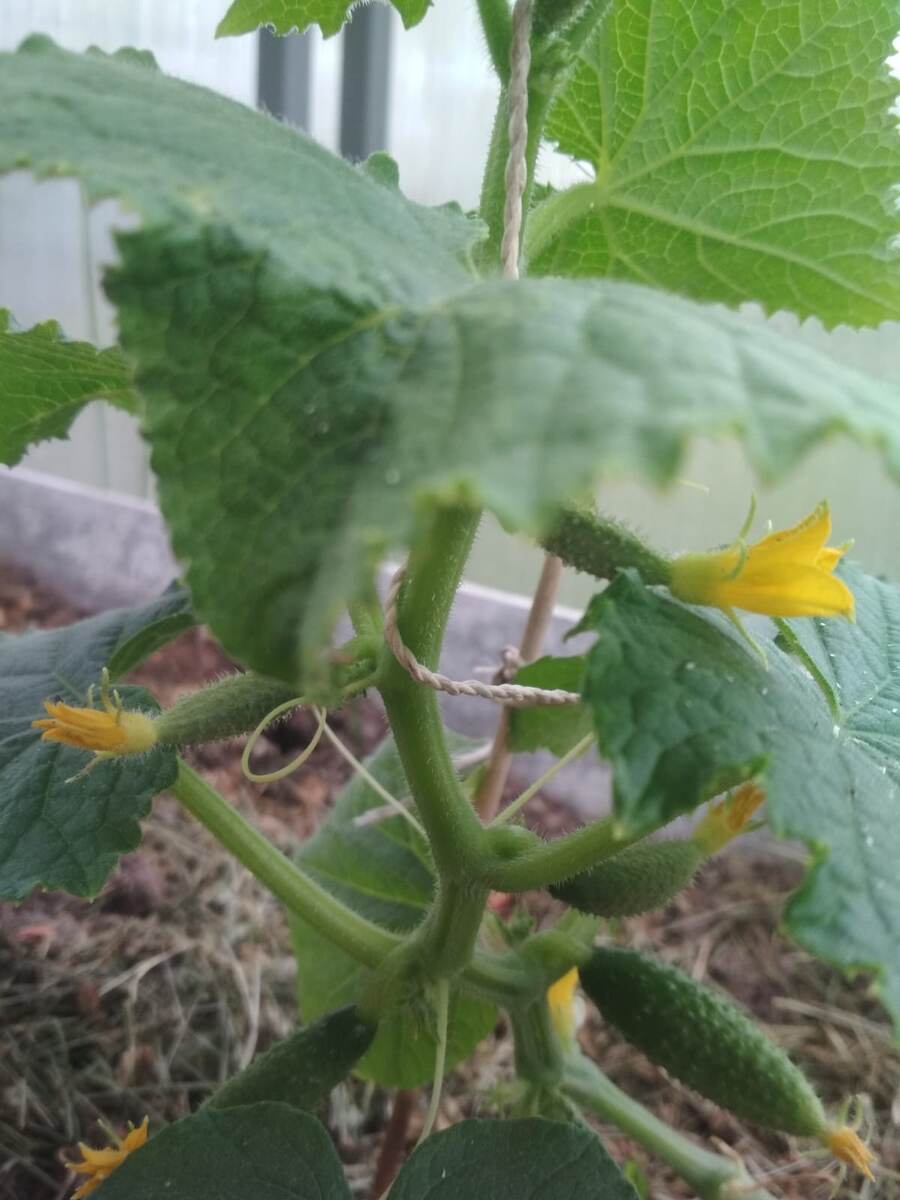 Начало июня. 