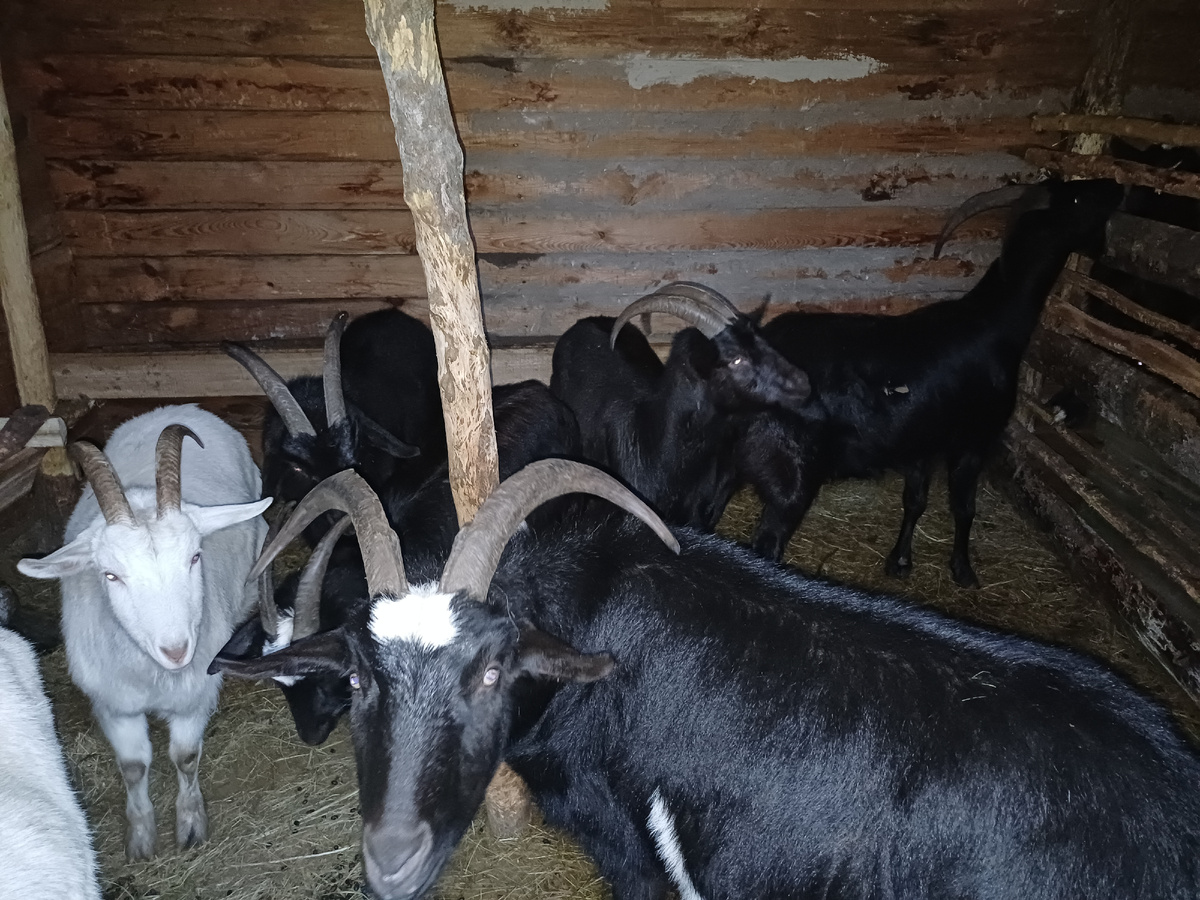 Старшие отпрыски самые спокойные