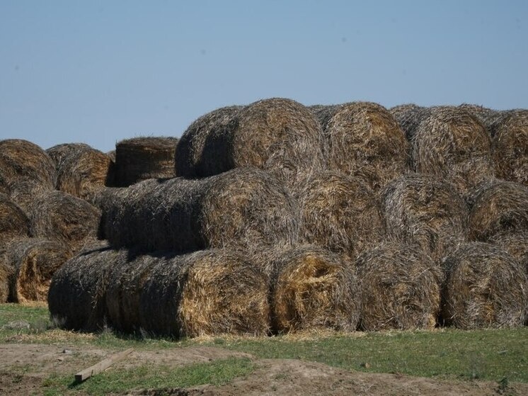     Фото: Минсельхозпрод Дагестана