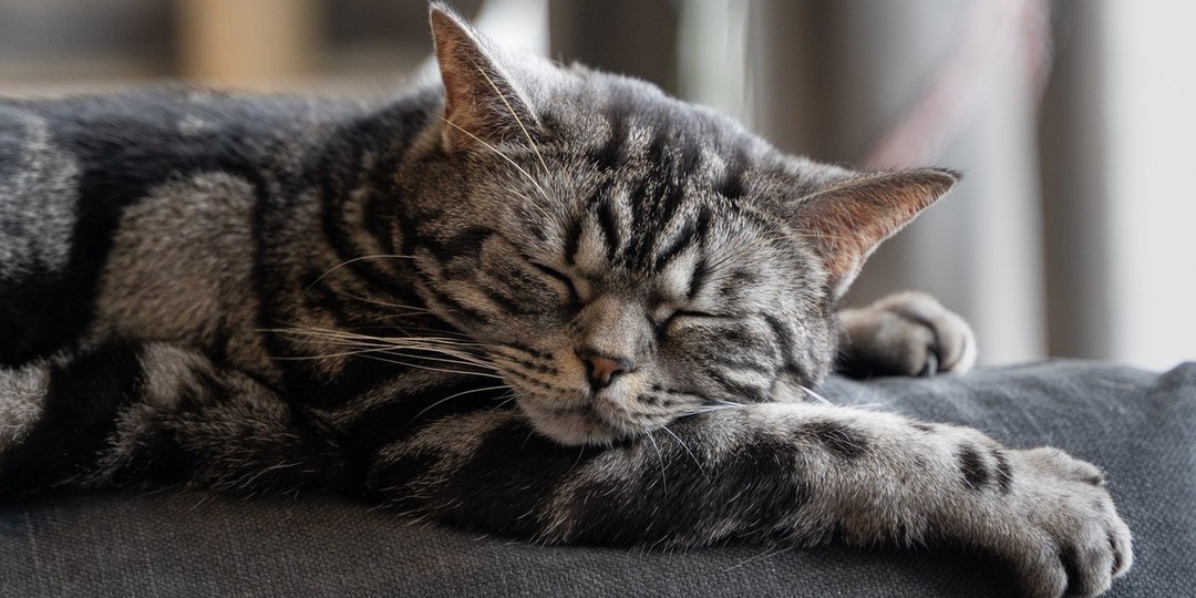 Плачут ли кошки от эмоций: разбираемся в физиологии и поведении питомцев