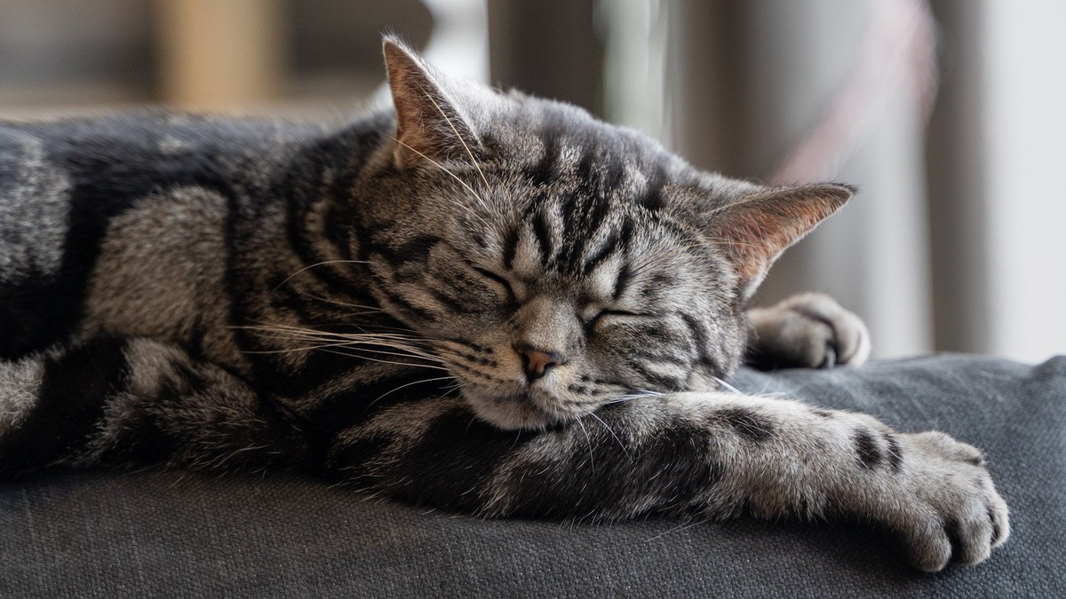    Обильное слезотечение у кошки — признак не грусти, а проблем с глазами