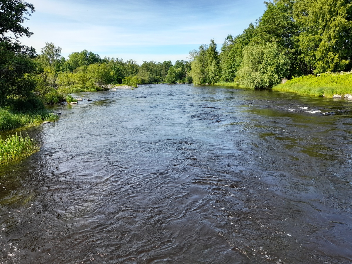 Река Куокса течет в Ладогу. ФОТО АВТОРА 