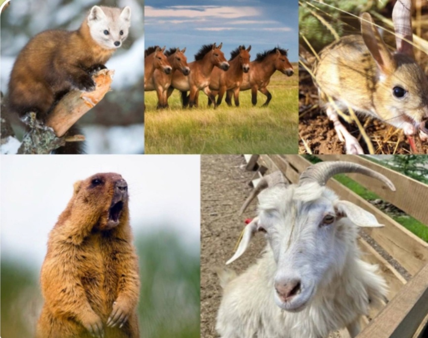 Фауна Оренбуржья