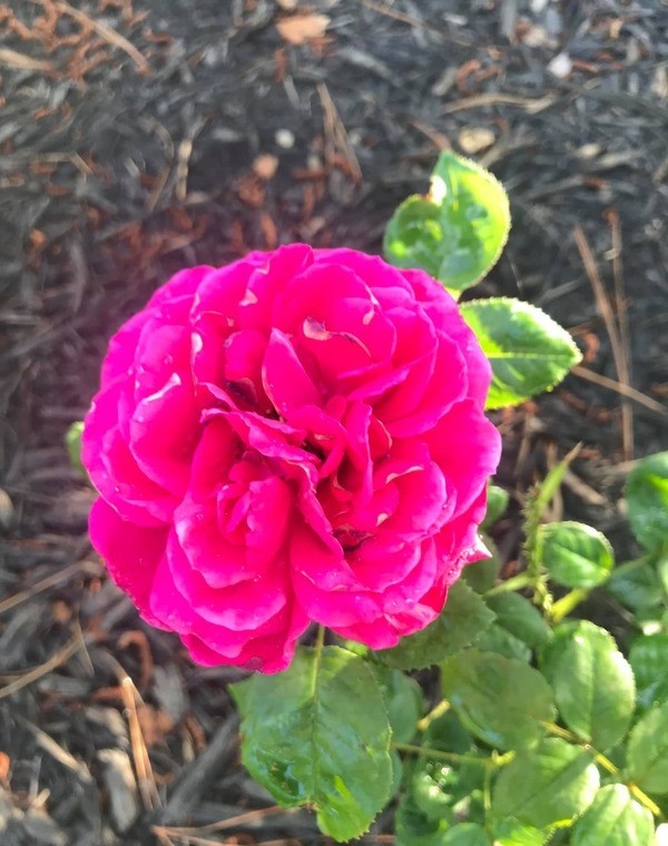 Фото 1: роза сорта Fisherman’s Friend в начале роста, фото 2,3, 4 - колючки на розе этого сорта  . Фото Натальи Мироновой