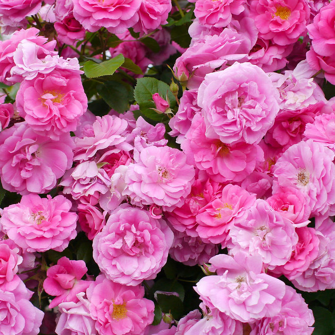 Роза сорта Morden Centennial. Фото из открытых источников