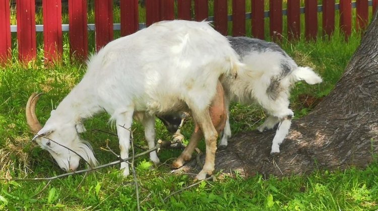    Фото: Лукьянов Дмитрий, AgroXXI.ru