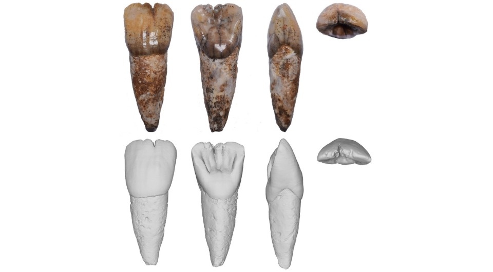   Darren Curnoe et al. / PLoS ONE, 2025